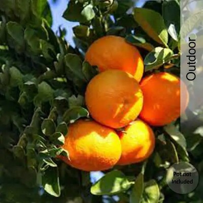 Shopsy- Upto 90% Off on Plant Saplings 