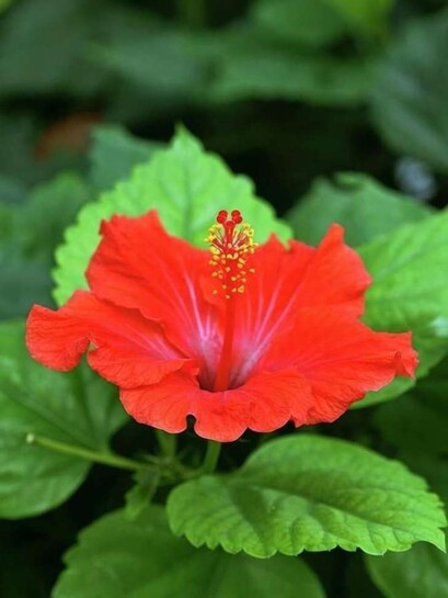 Hibiscus plant (Minimum 2 plants)