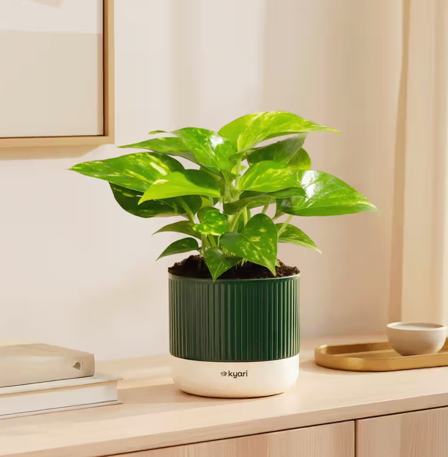 Kyari Money Variegated Plant with Self-Watering Green Mylo Pot on Instamart