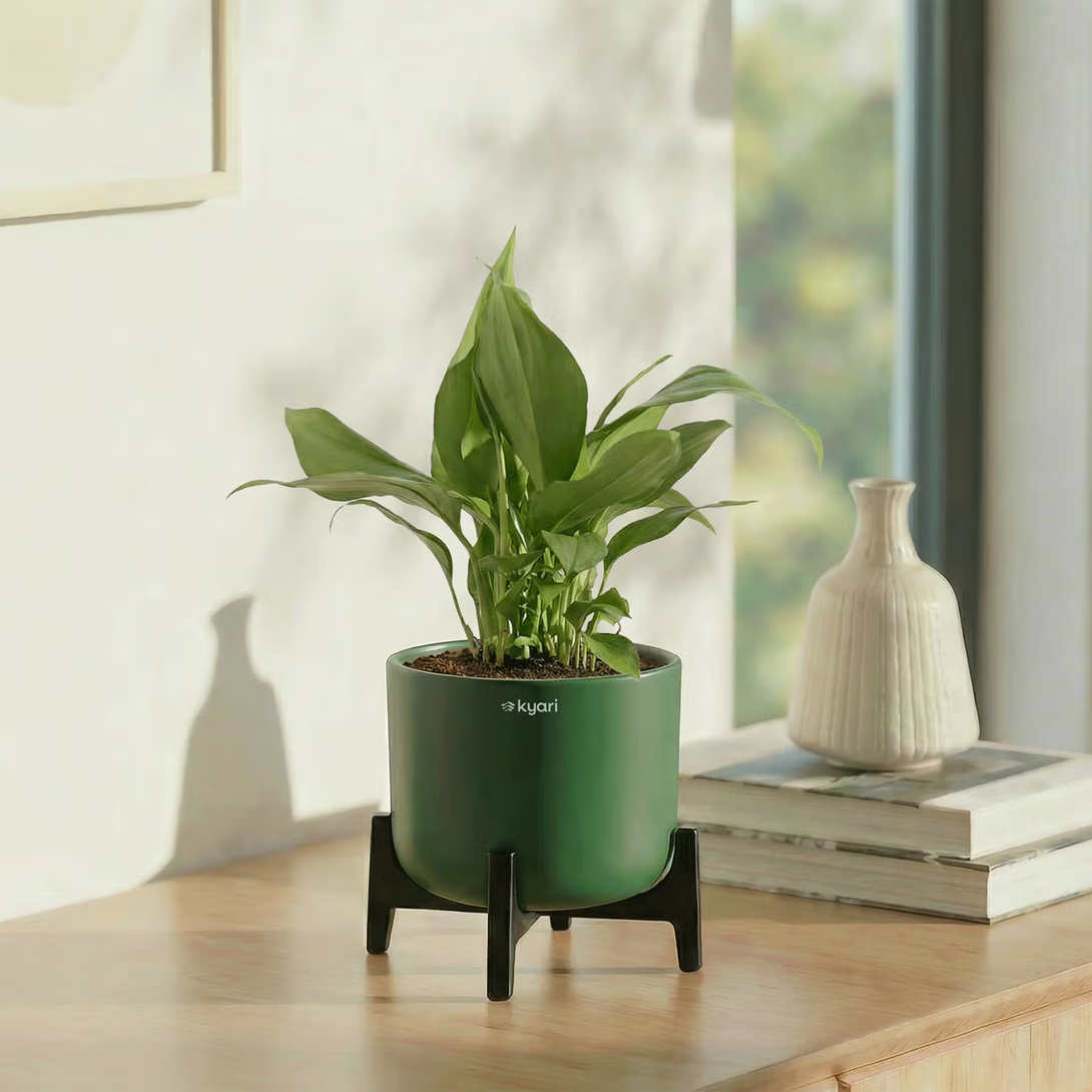 Kyari Plants upto 95% Off [Location Specific]