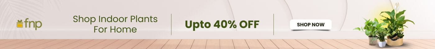 Ferns N Petals Banner