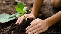 Joy Of Giving Week (7th - 13th) - Plant Trees to Save the Environment 