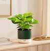 Instamart - Kyari Self Watering Money/Jade Plants