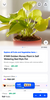 KYARI Golden Money Plant in Self Watering Red Mylo Pot
