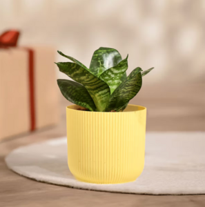 Ugaoo Snake Green Plant with Yellow Ibiza pot